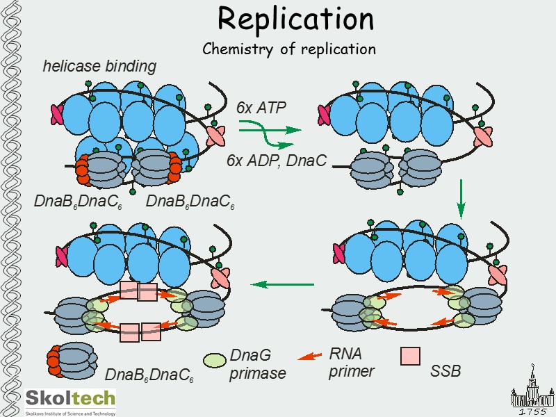 Replication Chemistry of replication